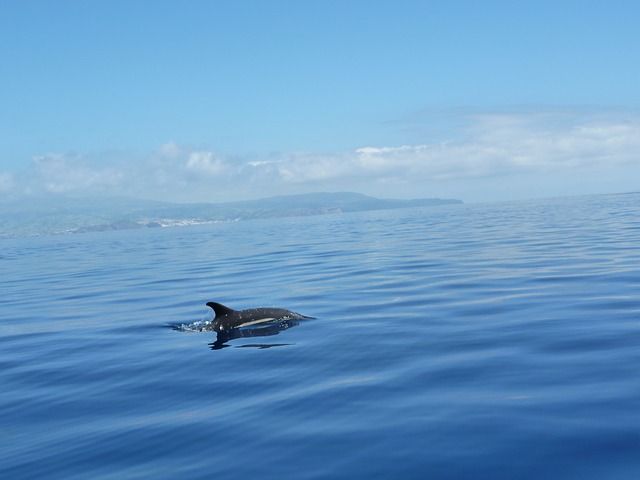Delphin Azoren