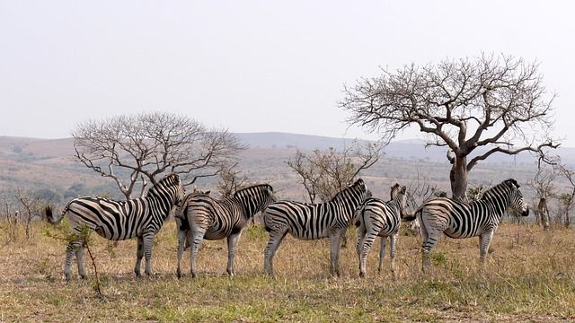 Hluhluwe Zebras