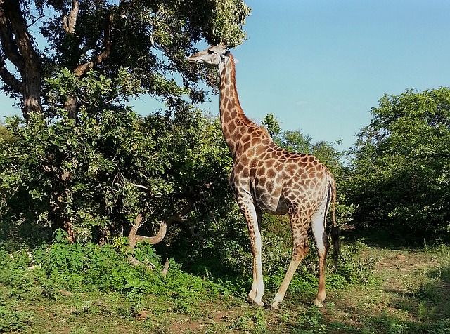 Krueger Nationalpark - Giraffe