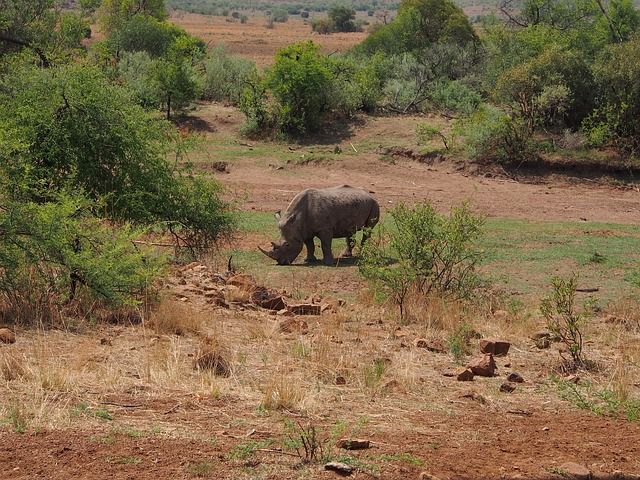 Pilanesberg Nashorn