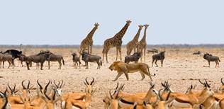 faszinierende Tierwelt in Namibia