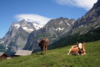 Studiosus - Schweiz – Bernina und Glacier Express - per Bahn durch die Berge mit Luzern