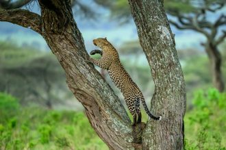 DIAMIR Erlebnisreisen - Kenia - Raubkatzen, Rhinozerosse und mutige Krieger