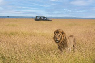 DIAMIR Erlebnisreisen - Tansania - Im Königreich der Löwen