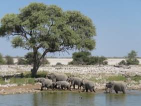 Elefantenherde an der Wasserstelle