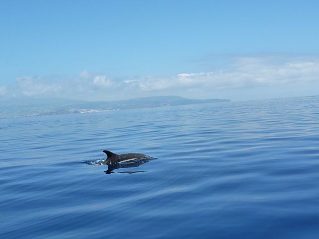 Delfin vor den Azoren