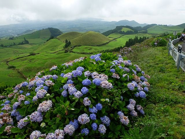 Hortensie Azoren