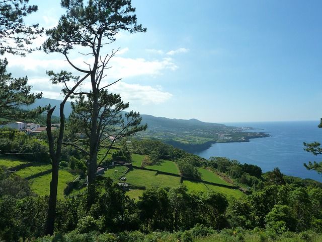 Pico