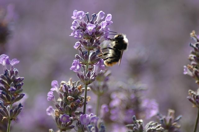 Biene Lavendel
