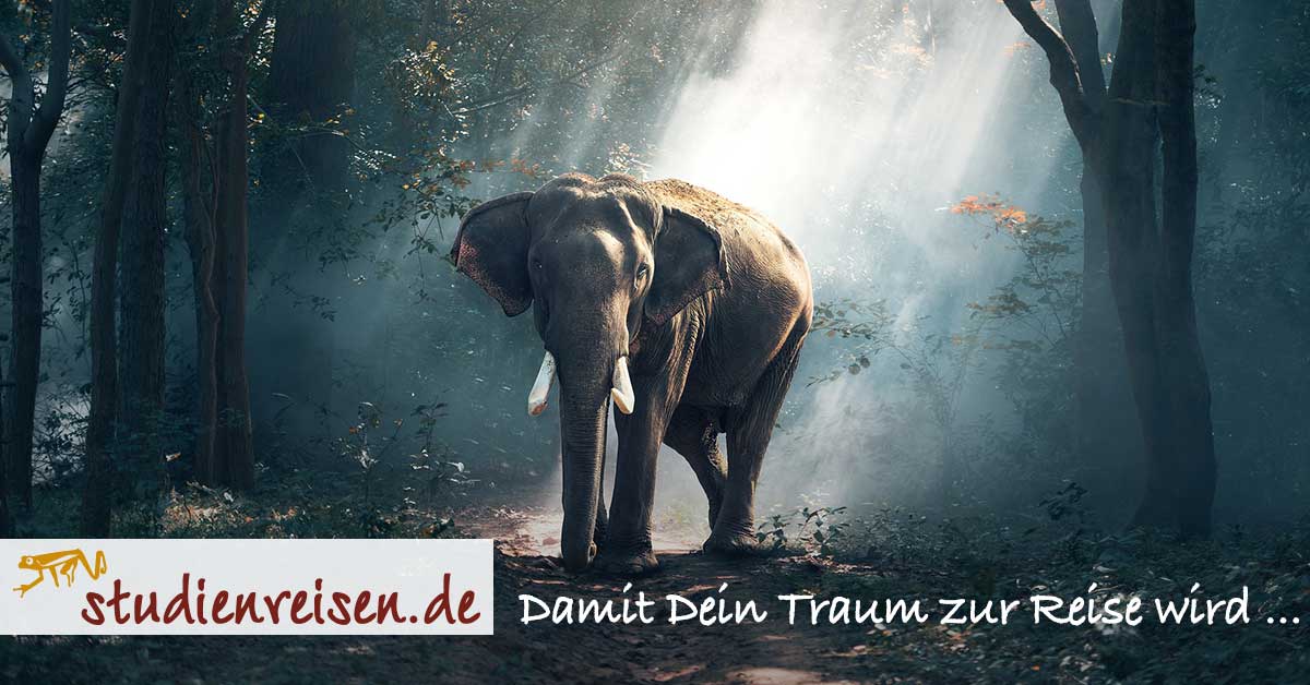 Elefant studienreisen.de
