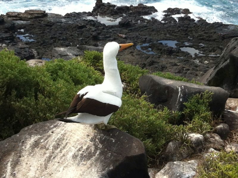 Galapagos - so haben wir die Tierwelt erlebt
