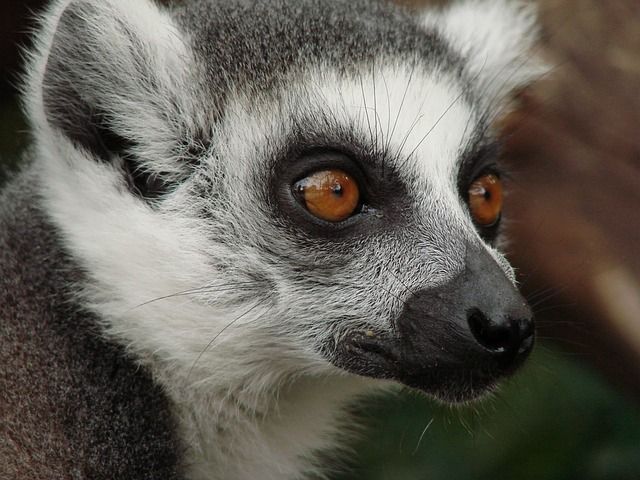 Lemur