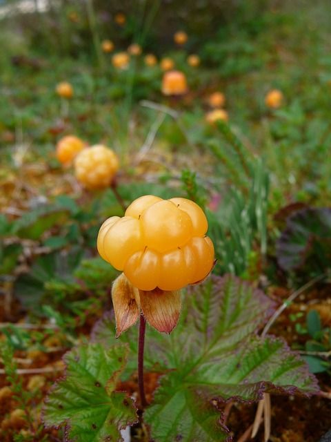 Moltebeeren