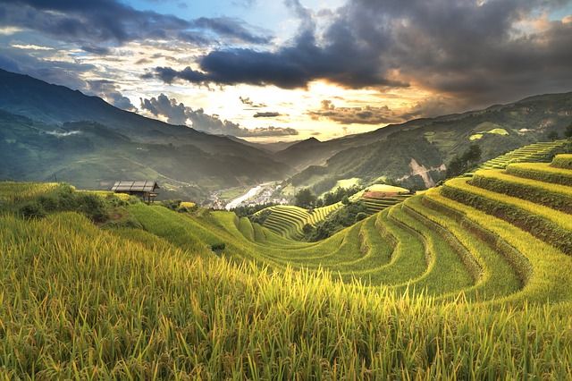 Reisfeld Vietnam