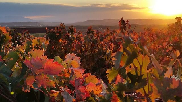 Rioja im Herbst