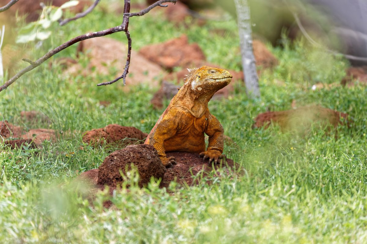Galapagos PRO - Galapagos Schnorcheln - Inselhopping