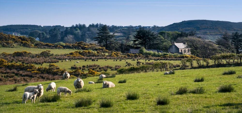 Lernidee Erlebnisreisen - Glanzlichter Irlands Irland per Zug entdecken: Die Glanzlichter der Grünen Insel (2025/2026)