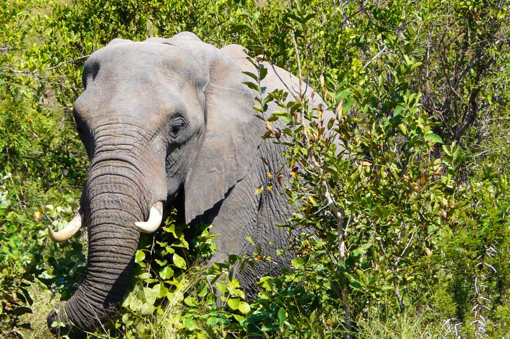 Gebeco - Südafrika - Freie Wildnis und Indischer Ozean