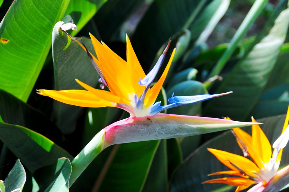 Gebeco - Blumeninsel Madeira