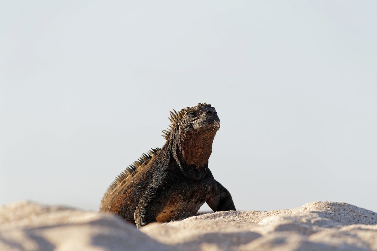 Galapagos PRO - Galapagos Inselhopping günstig - Mission Paradies