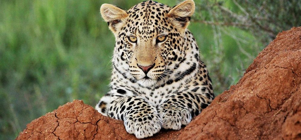 Lernidee Erlebnisreisen - Rovos Rail Etosha, Sambesi, Chobe und mit Rovos Rail von den Viktoriafällen nach Südafrika (2025/2026)
