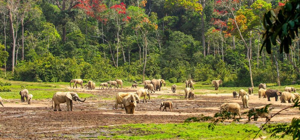 Lernidee Erlebnisreisen - Geheimnisvoller Kongo &ndash; Schiffs-Expedition ins gr&uuml;ne Herz von Afrika 13-/15-t&auml;gige Expeditions-Schiffsreise mit 10-/11-t&auml;giger Flussfahrt auf dem Kongo-Fluss (2025/2026/2027)