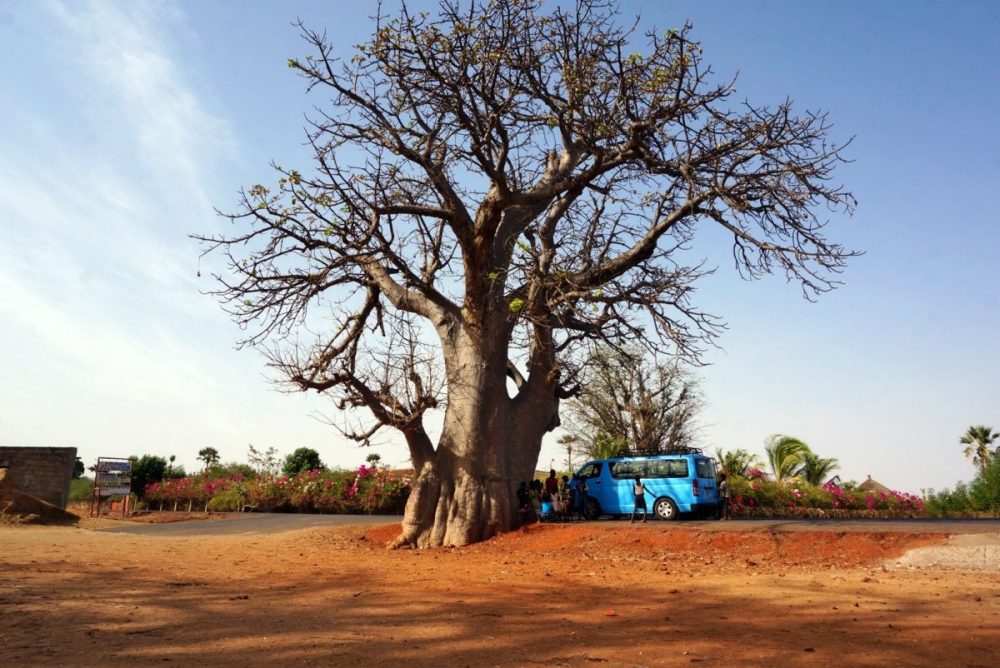 DIAMIR Erlebnisreisen - Senegal - Grand Tour Senegal mit Kalebassenfestival