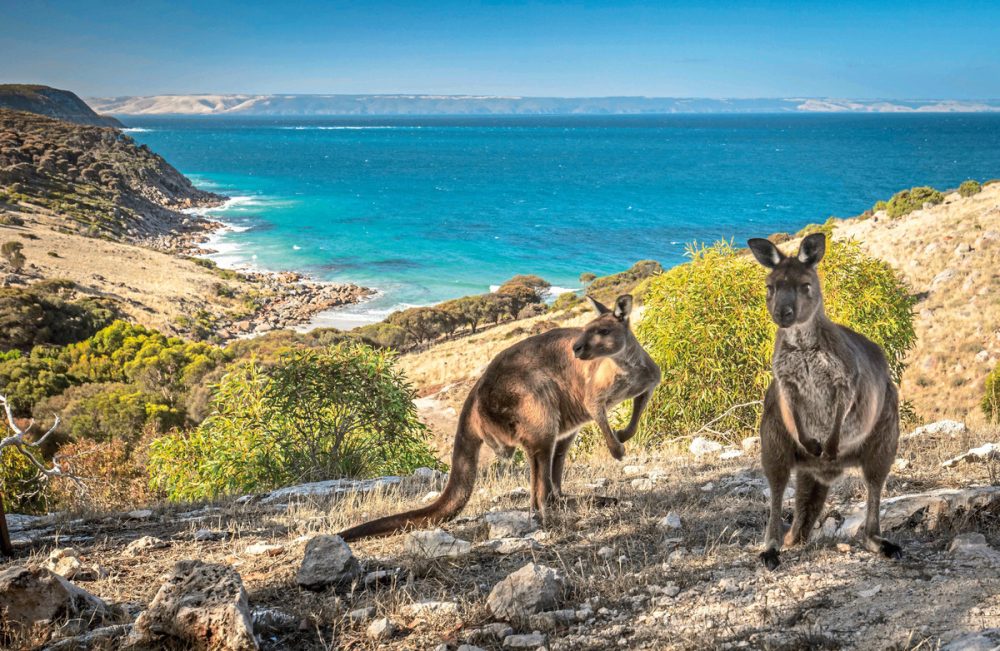 Meiers Weltreisen - Sea Dragon Kangaroo Island