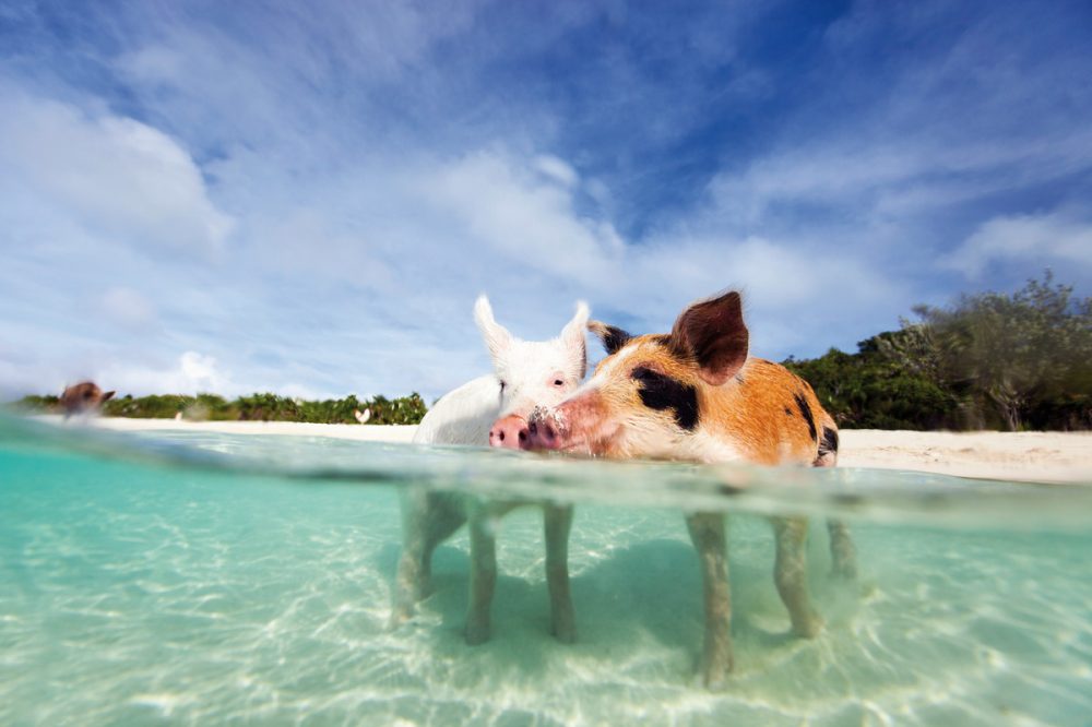 Meiers Weltreisen - Tierisches Badevergnügen - Schwimmende Schweine
