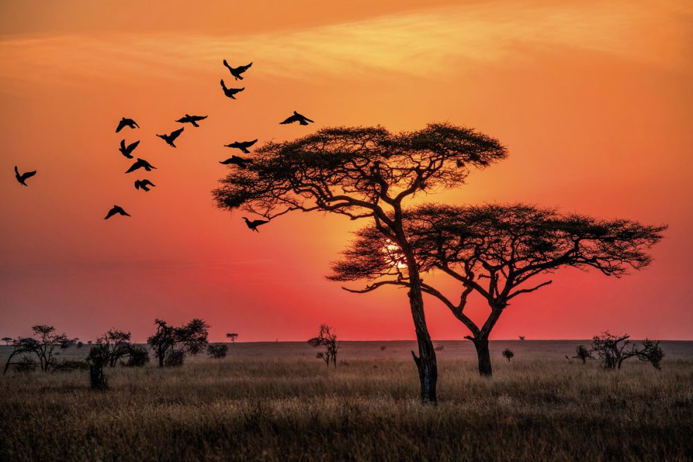 Dertour - Naturwunder Tansanias & Welterbe Sansibar