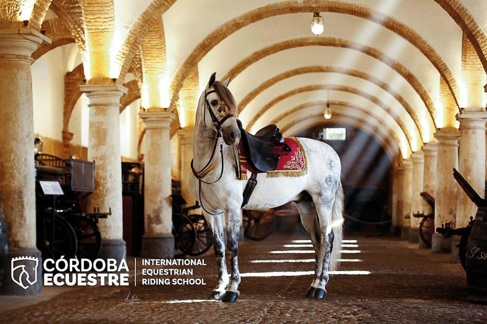 Olimar Reisen - Gl&uuml;cksgef&uuml;hle in Andalusien