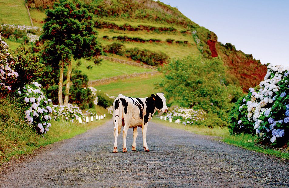 Olimar Reisen - Azoren-Inselhopping: S&atilde;o Miguel, Faial, Pico & Terceira