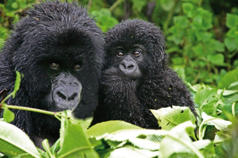 DIAMIR Erlebnisreisen - Uganda • Ruanda - Berggorillas und Schimpansen