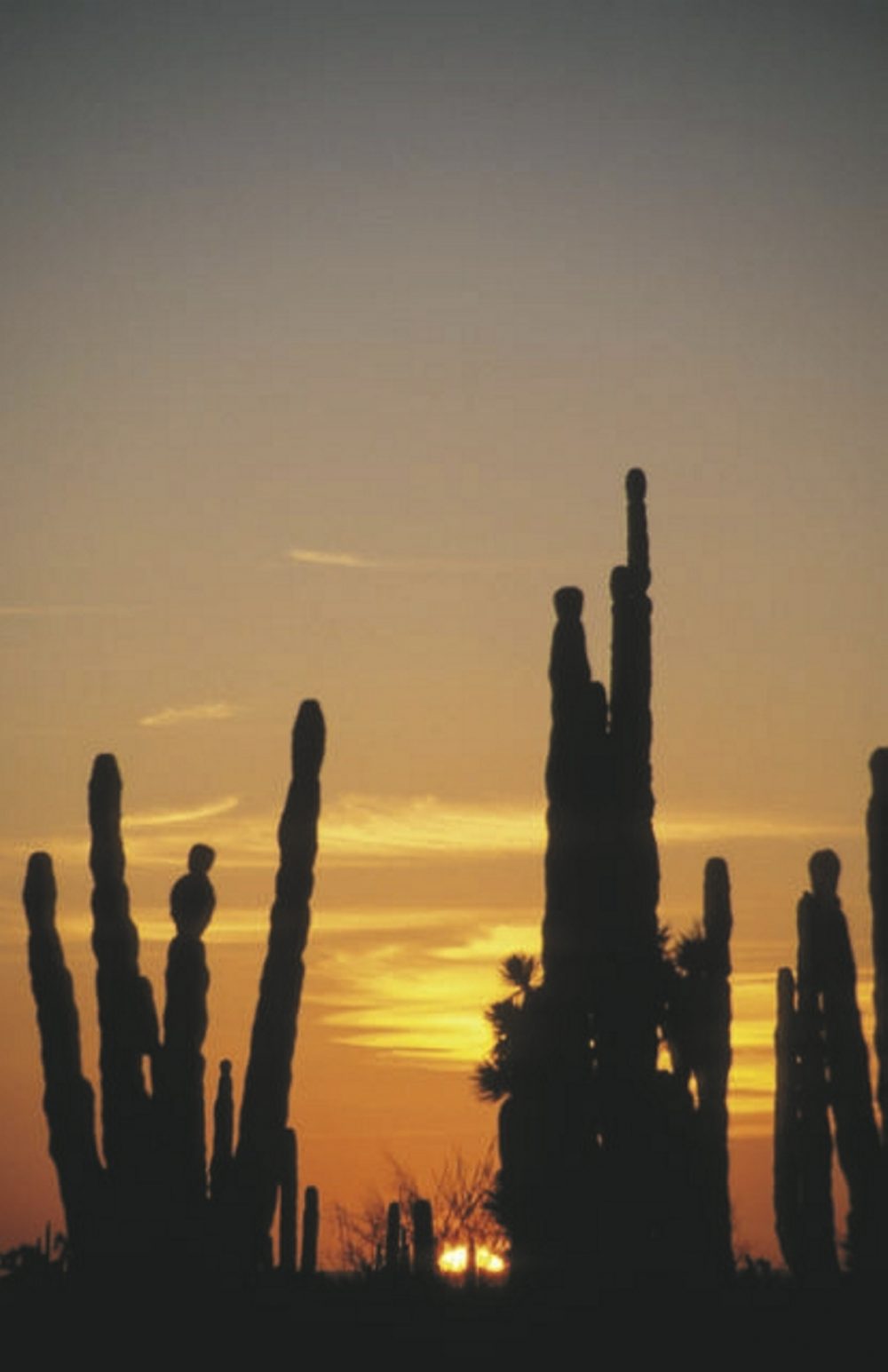 Karawane Reisen - Baja California