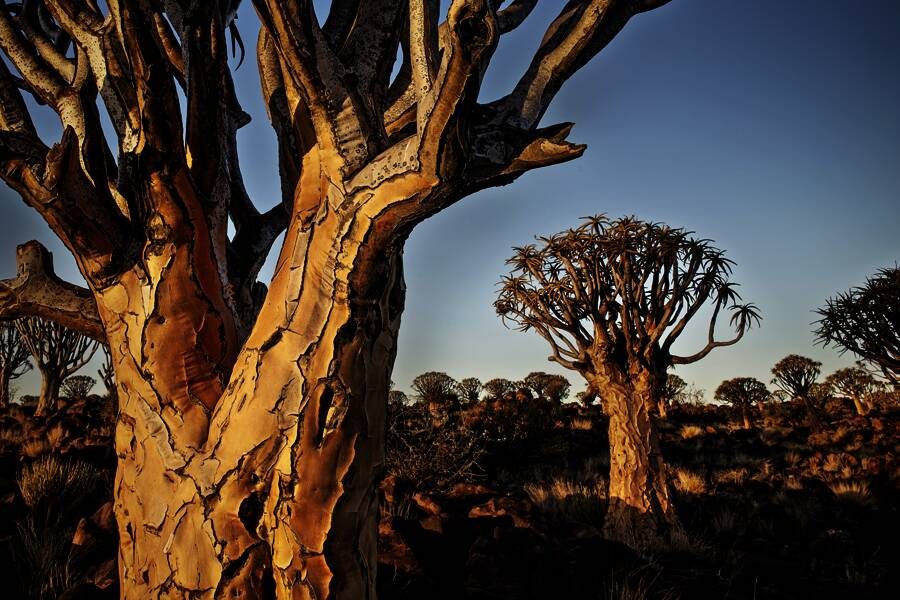 Studiosus - Namibia - die Große Namibiareise