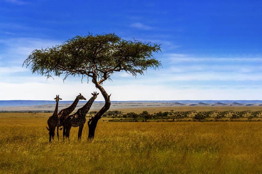 Studiosus - Südafrika - magische Momente am Kap