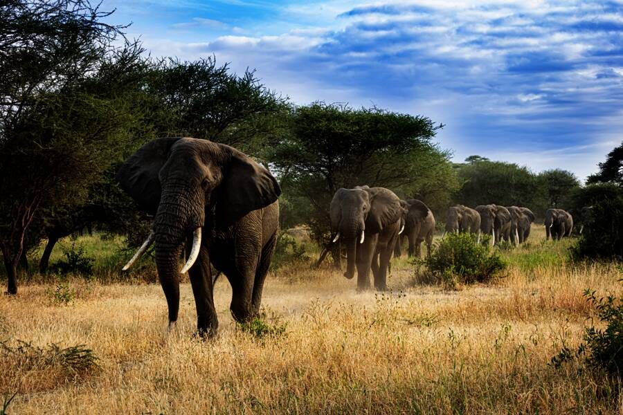 Marco Polo Young Line Travel - Tansania - Big Five & so viel Meer