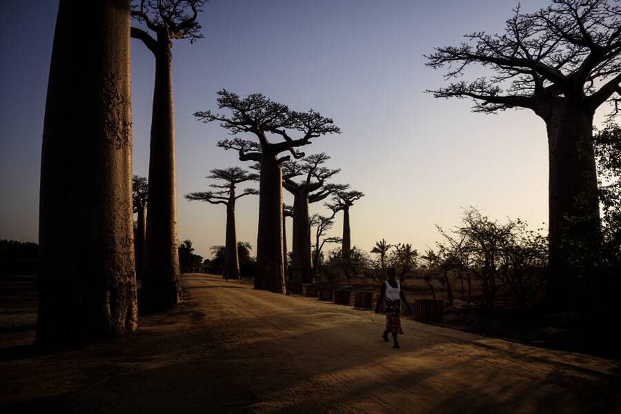 Studiosus - Madagaskar - Insel der Lemuren