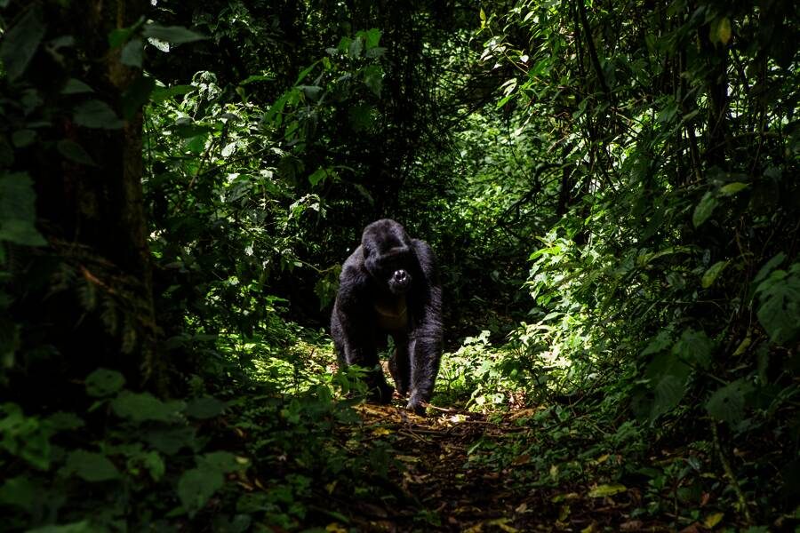 Studiosus - Uganda - mit Gorilla-Tracking