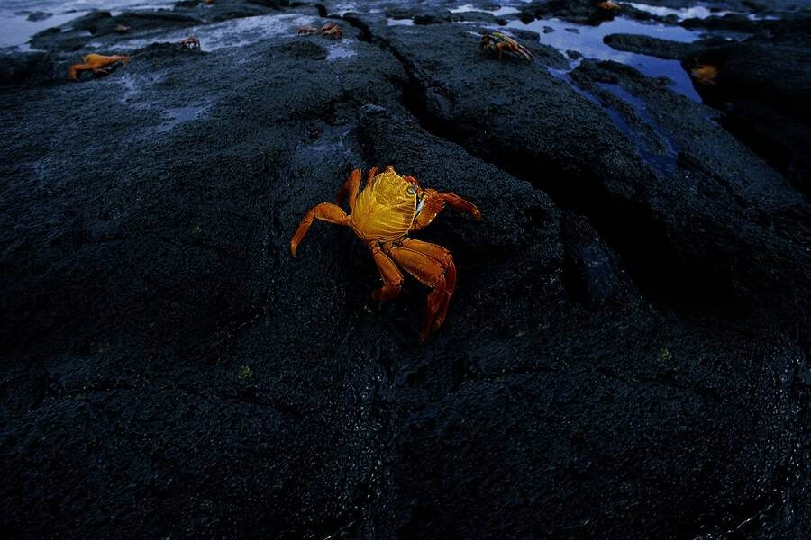 Studiosus - Ecuador – Galapagos - Wunder der Schöpfung
