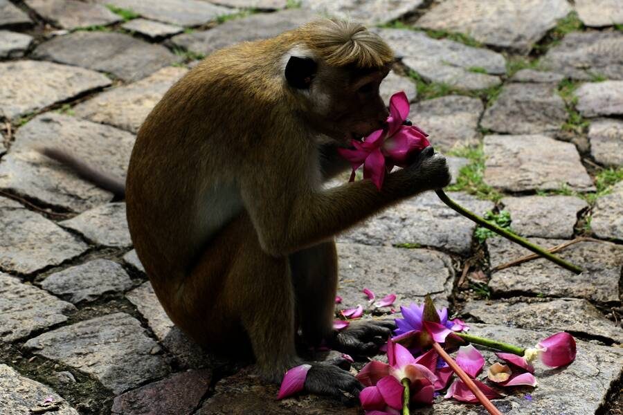 Studiosus - Sri Lanka - Höhepunkte