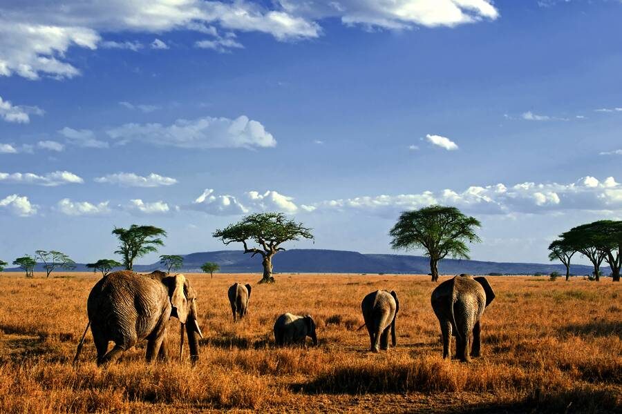 Studiosus - Tansania - auf Safari