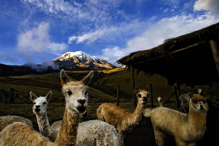 Marco Polo Reisen - Ecuador - Auf der Avenida de los Volcanes