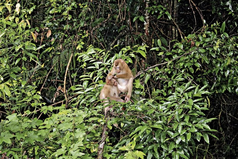Meiers Weltreisen - Khao Yai Nationalpark