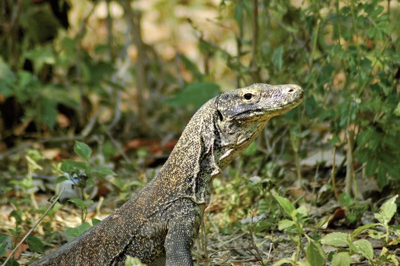 Meiers Weltreisen - Komodo & Flores zum Kennenlernen (Privatreise)