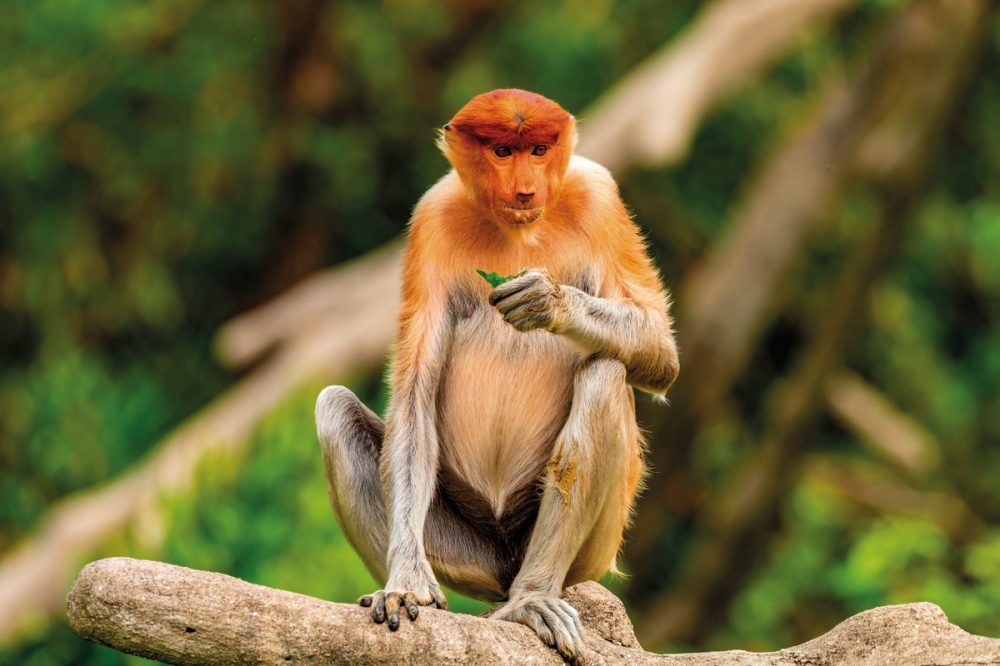Meiers Weltreisen - Kleine Borneo Rundreise inkl. Mulu (9 Nächte)