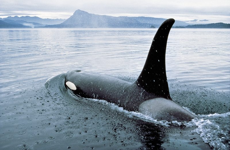 Meiers Weltreisen - Vancouver Island
