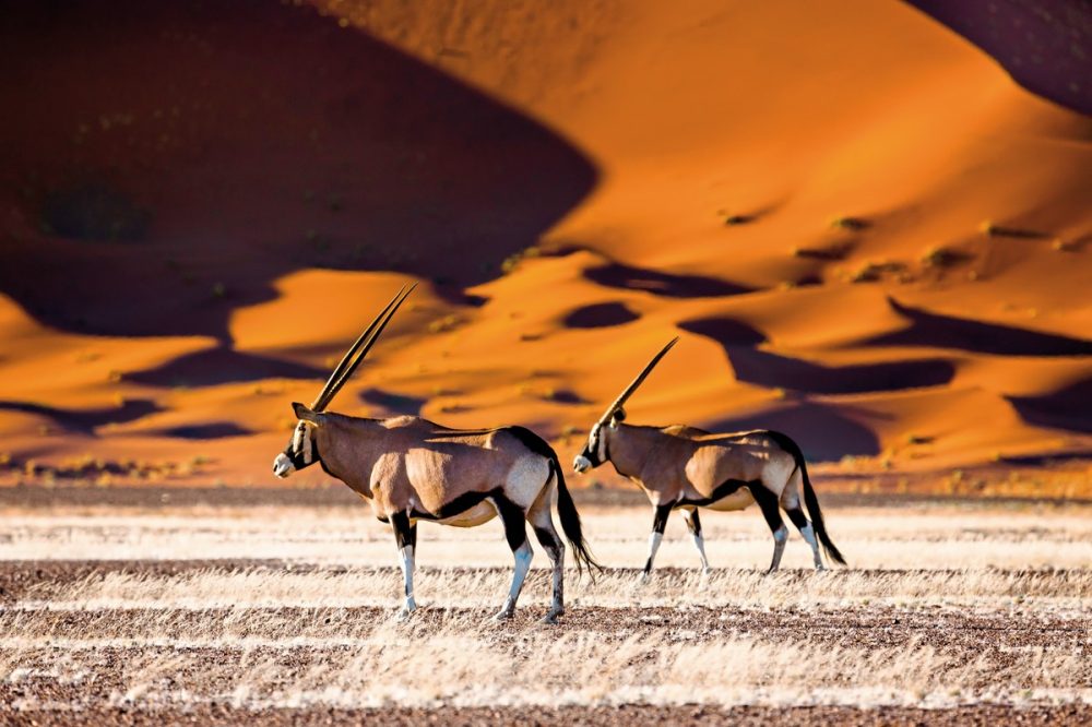 Meiers Weltreisen - Kontrastreiches Namibia