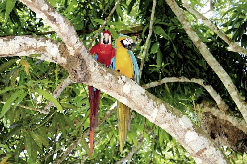 Meiers Weltreisen - Grüner Mythos Amazonas