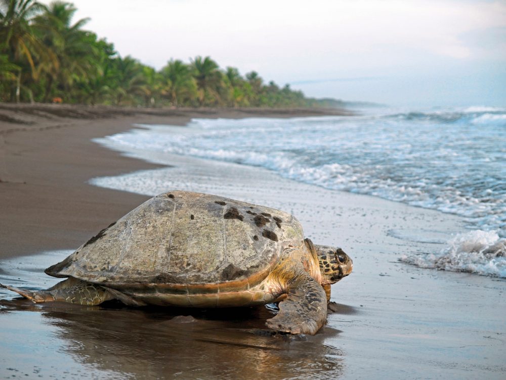 Meiers Weltreisen - Dschungelerlebnis Tortuguero